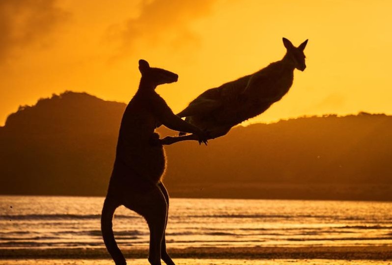 Самые смешные фотографии дикой природы 2022 года.