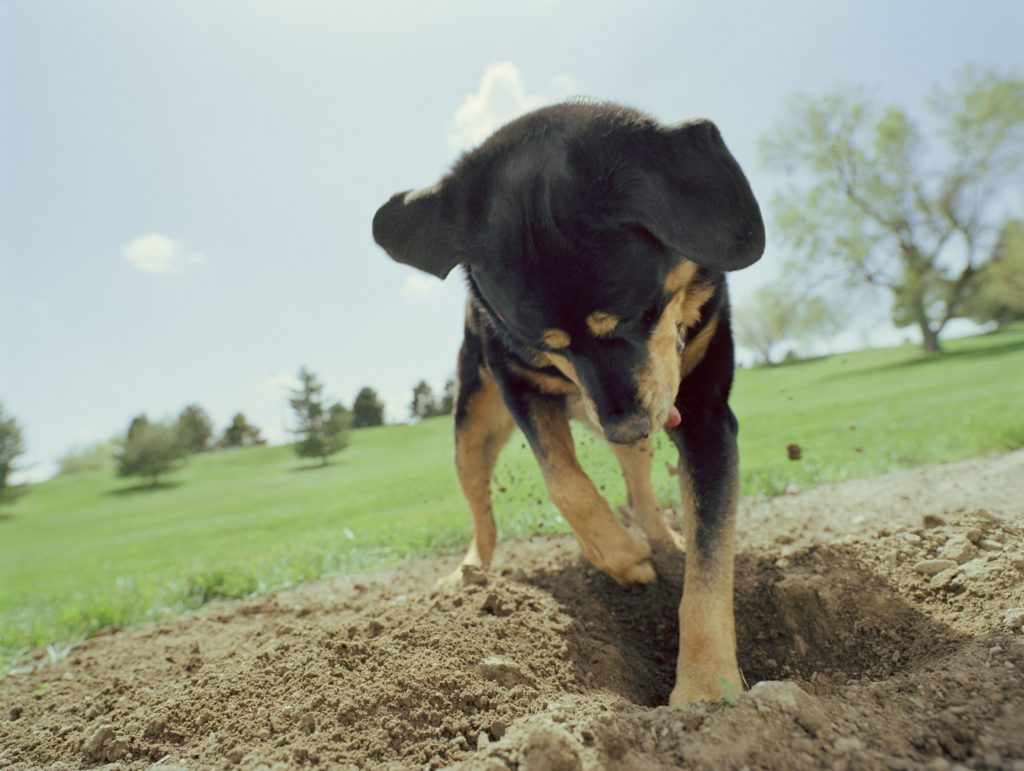 Бегал по пятам. Собака роет землю. Собака копает. Рой собака.