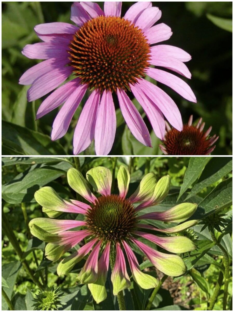 Echinacea purpurea Magnus