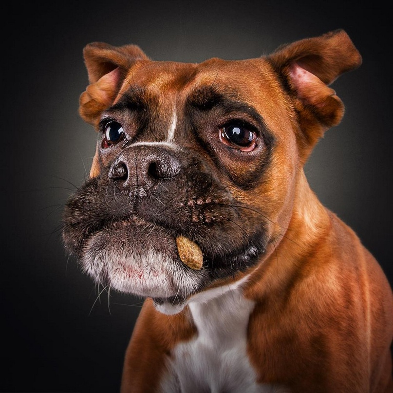 «Собаки ловят угощения» (Dogs Catching Treats)