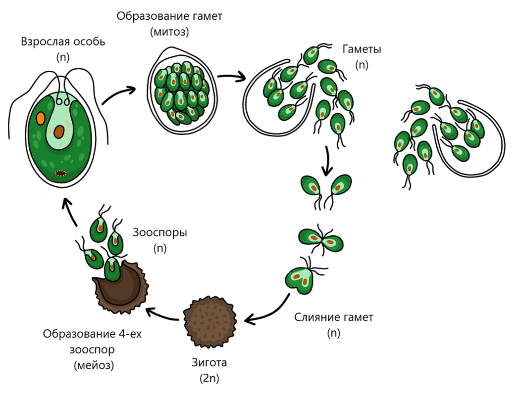 Цикл размножения хламидомонады. Жизненный цикл хламидомонады. Жизненный цикл водорослей хламидомонада. Половое размножение хламидомонады.