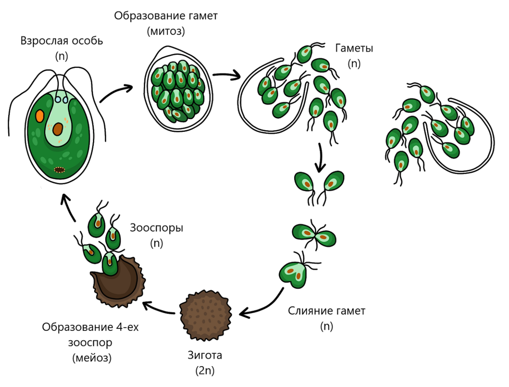 Хламидомонада гаметы. Размножение водорослей хламидомонада. Жизненный цикл хламидомонады. Жизненный цикл хламидомонады схема. Цикл размножения хламидомонады.