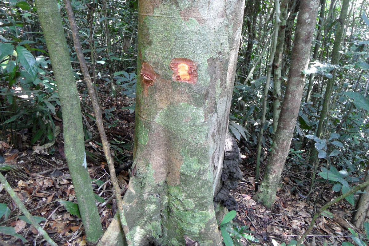 চেরি কাঠ: আপনার ঘরের সজ্জায় প্রাকৃতিক সৌন্দর্য আনুন