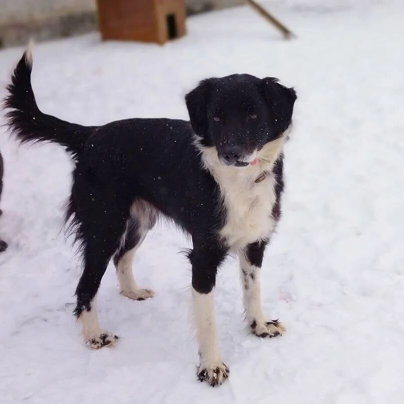 Милашка Фанни