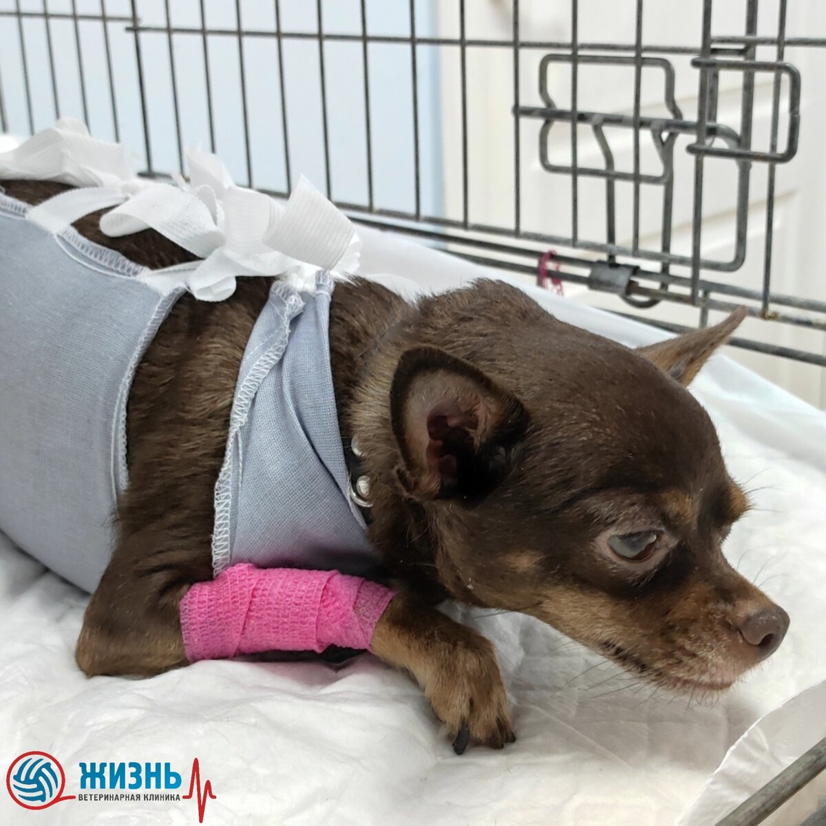 Той-терьер Ева на стационаре после стерилизации в ветеринарной клинике в Калуге "Жизнь"