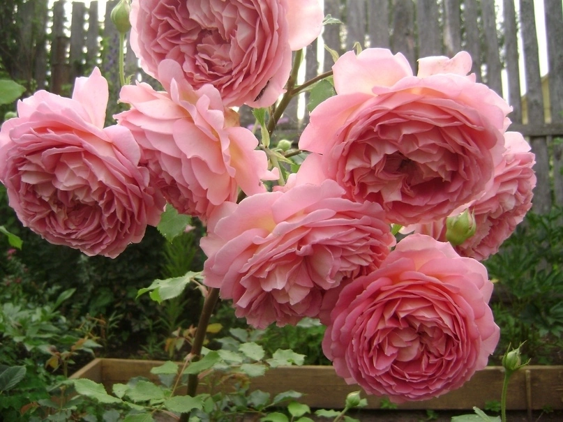 роза джубили селебрейшн всегда помним. роза глория дей. роза принцесса александра оф кент. роза английская young lycidas. розовед михалыч.