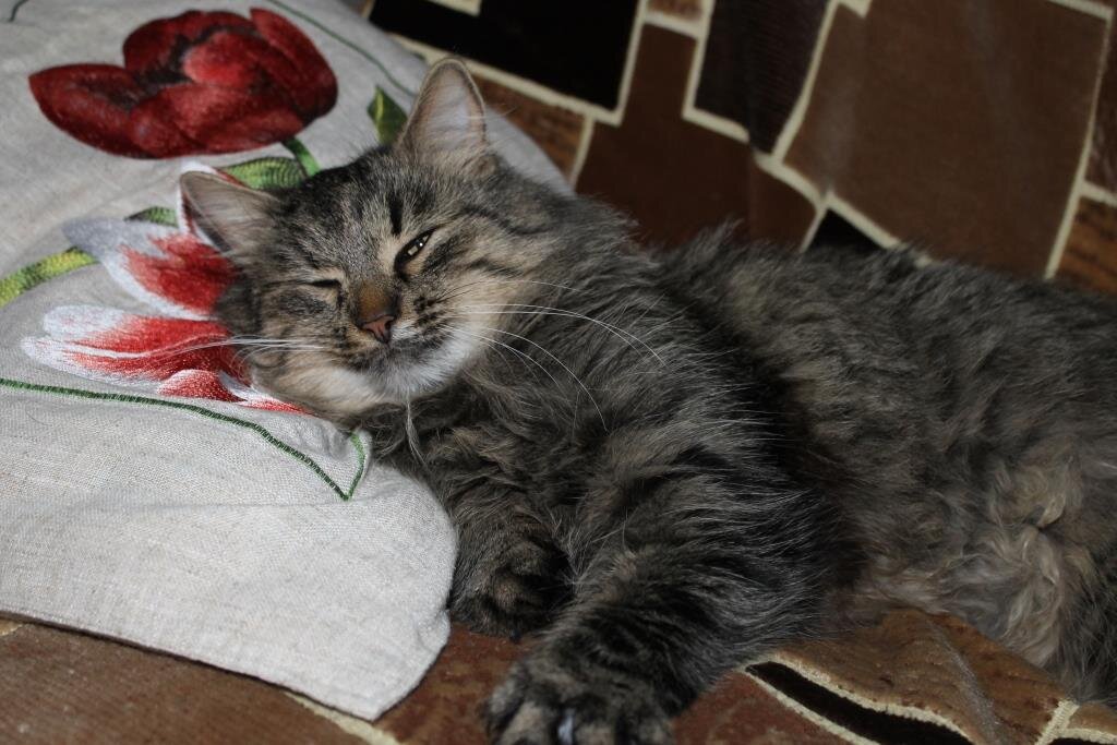 Сильные кошки. Кот Кузя кот Васька