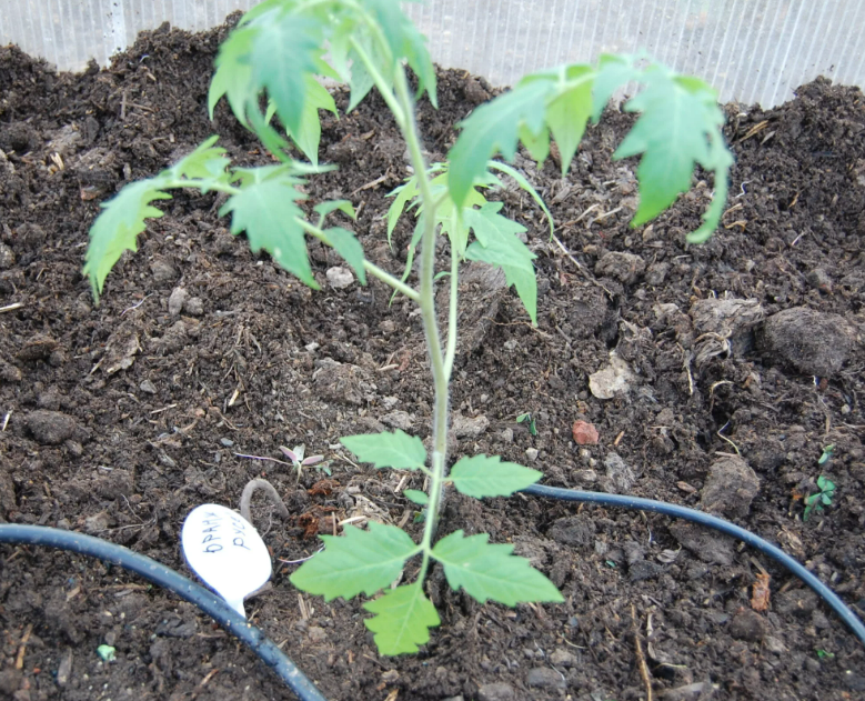 Фотография взята из источника greeninfo.ru