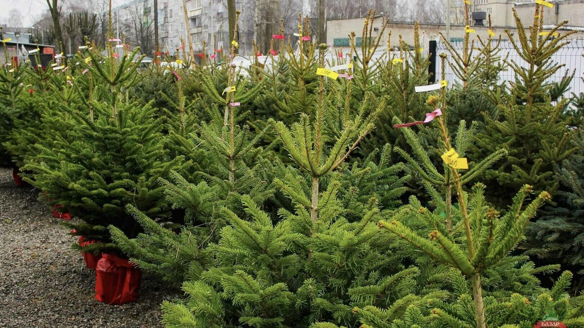 Выбираем к Новому году живую ель, которая долго простоит дома