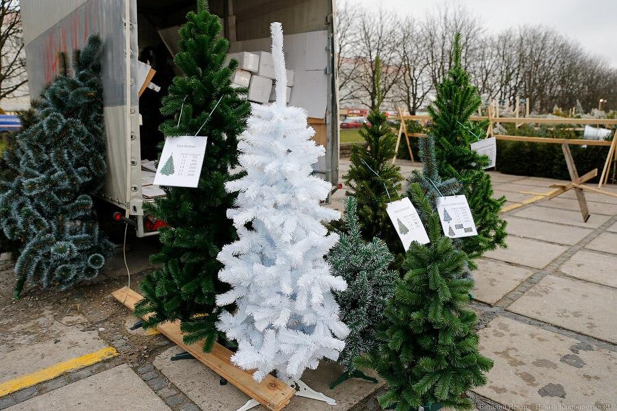 Фото: Виталий Невар / Новый Калининград