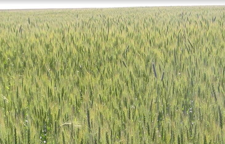    Международная выставка «АгроКомплекс» и Агропромышленный форум пройдут в Уфе в марте 2023