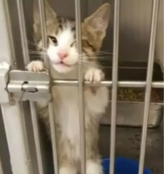 Источник фото : https://www.universoanimali.it/donna-vuole-adottare-un-cane-ma-non-riesce-a-resistere-al-gattino-che-fa-di-tutto-per-conquistarla/