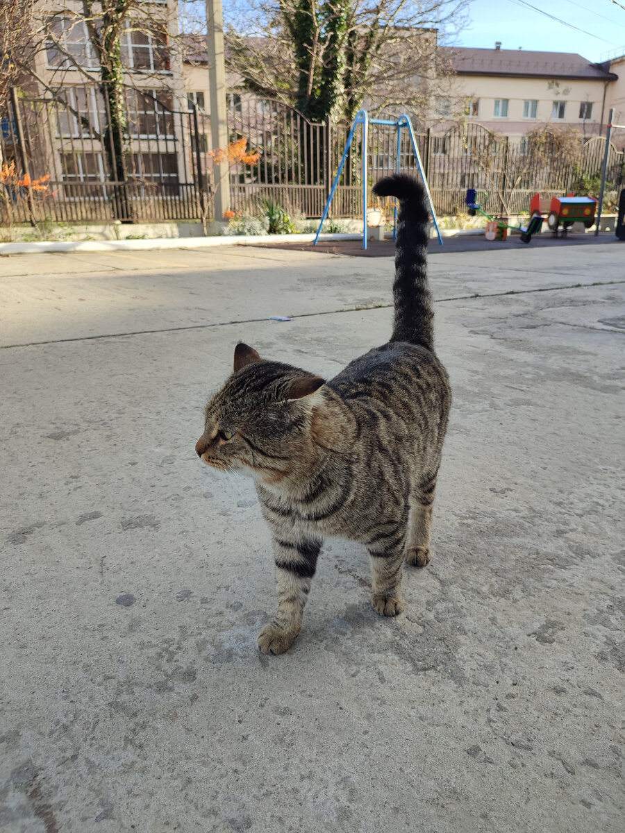 Кот Шпрот