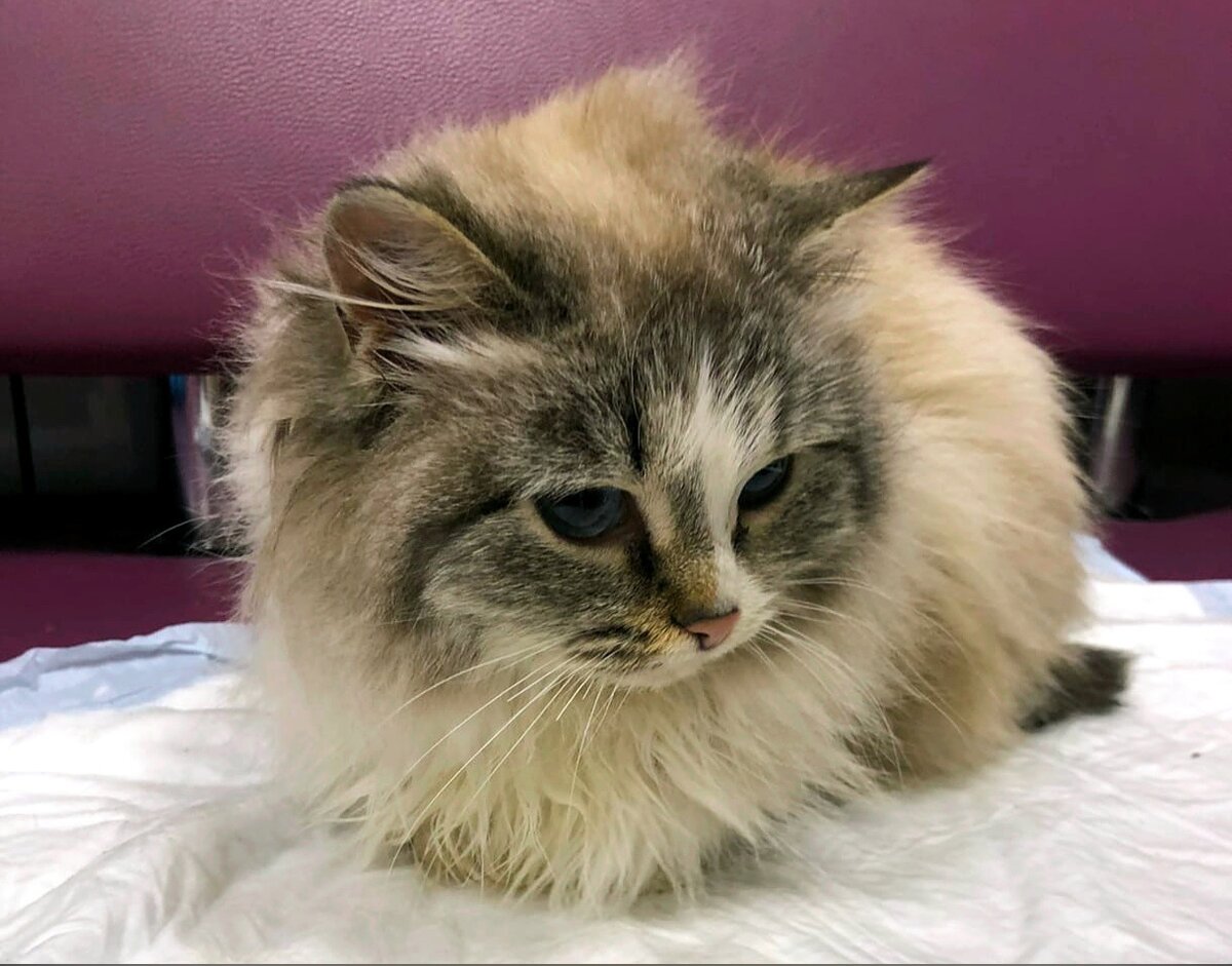 Кошечка была невесома. Под пушистой шубкой было маленькое, худенькое тельце