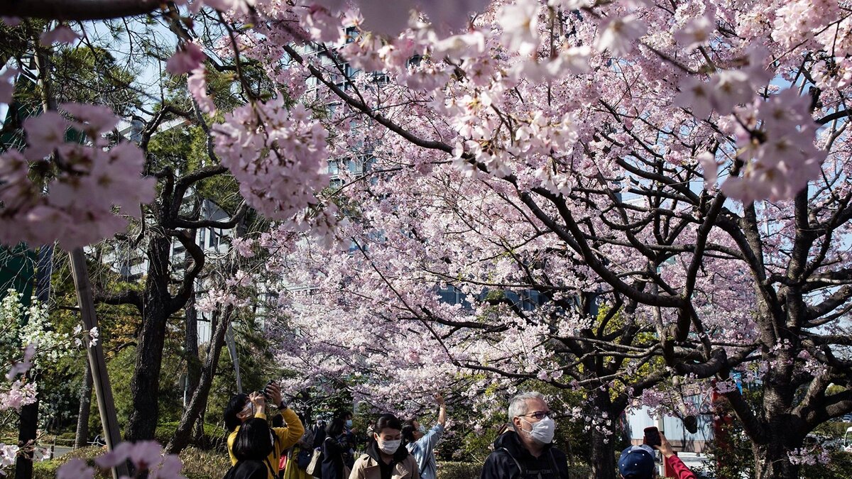    Япония© РИА Новости . Юки Ивамура