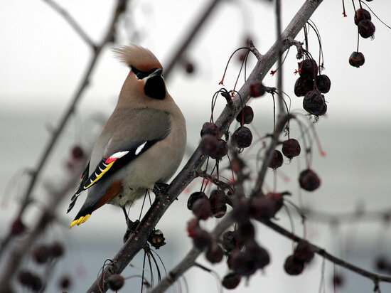   Наталия Губернаторова