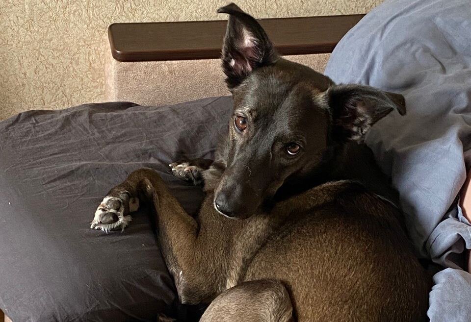 Пита - геориня сегодняшней подборки 