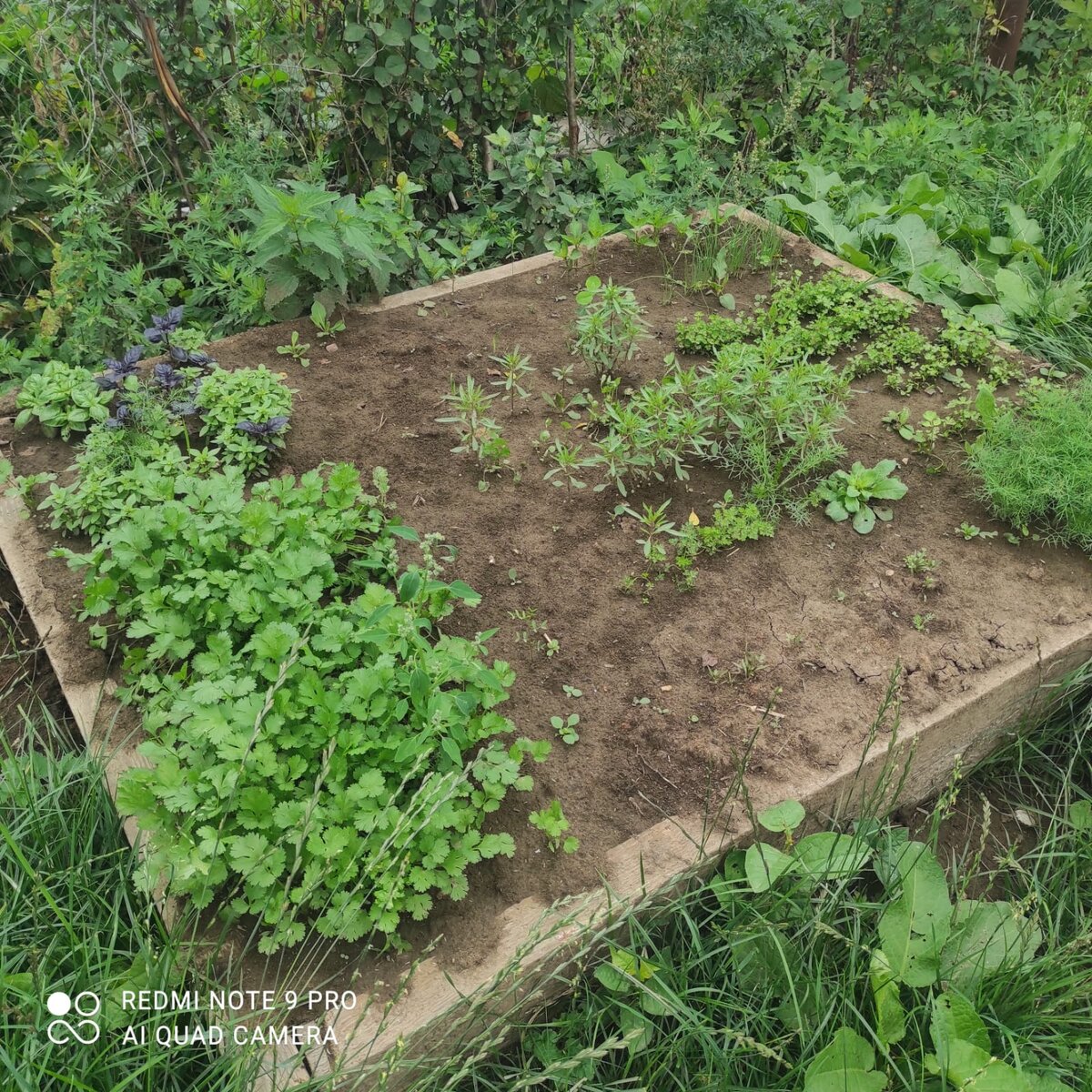 Зеленуху тоже просто так сеяла, не пойми что, только потом разобралась, в леруа продавали какие-то наборы трав, их и воткнула😁