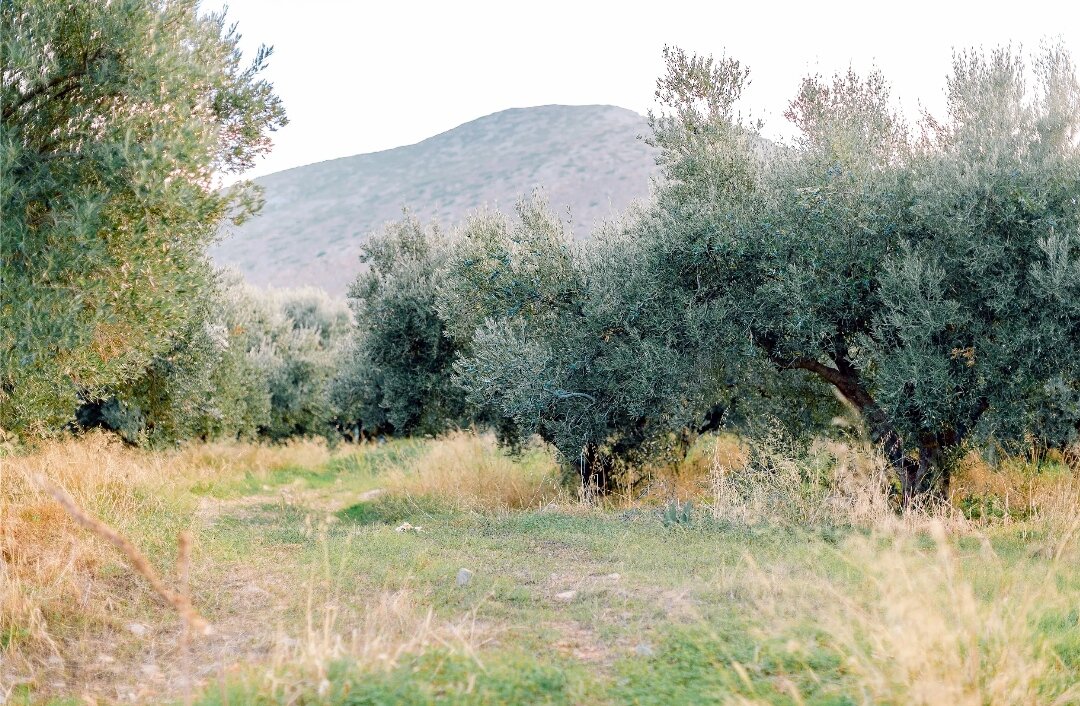Одно из оливковых полей мужа. Они расположены в разных деревнях. Всего у Яниса больше 8 тысяч деревьев. Фермеры считают деревьями, а не гектарами 