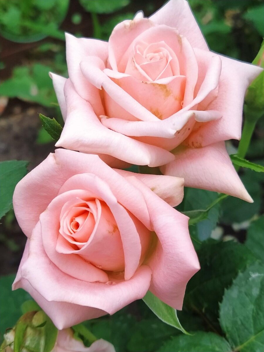 Дистам Брамс роза чайно-гибридная