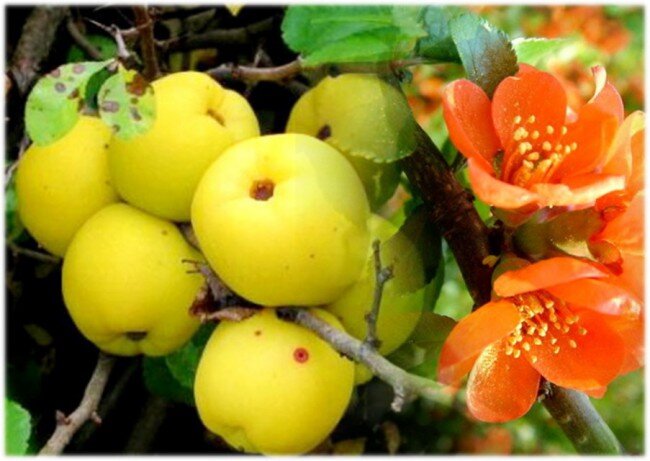 Плоды айвы японской содержат большое количество витамина С – 182 мг на 100 г мякоти, что намного выше, чем в других фруктах, в том числе и лимонах. Кроме того, плоды айвы японской богаты пектином, клетчаткой, органическими кислотами, а эти элементы ценны прежде всего тем, что способны выводить из человеческого организма соли тяжелых металлов. Каротин и фенольные соединения, содержащиеся в плодах айвы японской, укрепляют капилляры. А еще дубильные вещества, эфирные масла, фруктоза и другие полезные сахара… всего и не перечислишь.