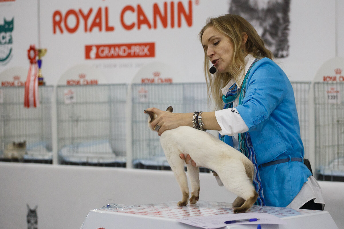 Гран-при проводятся ежегодно и этот сезон для неё стал юбилейным пятнадцатым, в выставке приняли участие почти 2 тысячи кошек из разных городов России и из за рубежа. Оценки животным давали профессиональные эксперты – в то числе не только российские.
