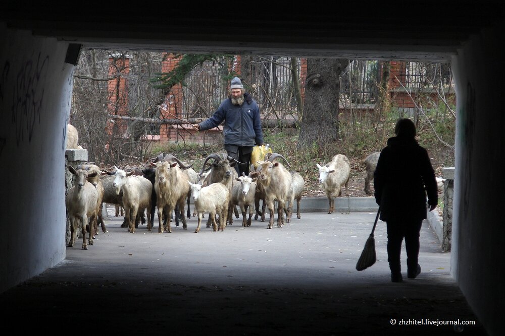 Стадо козлов фото