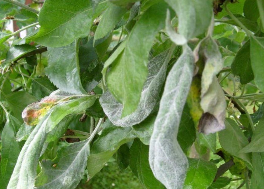 Как выглядит мучнистая роса на листьях яблони