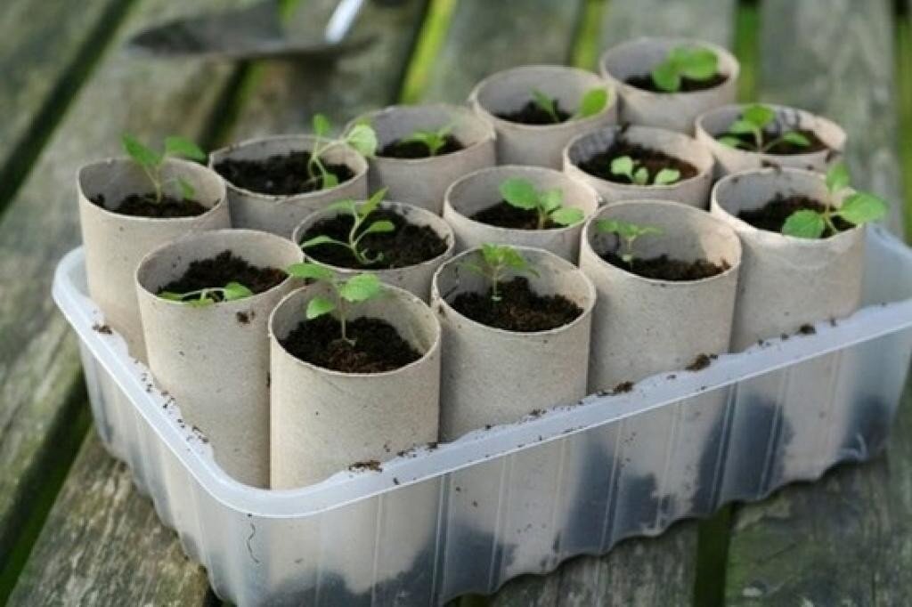 Как посадить огурцы в стаканчики на рассаду
