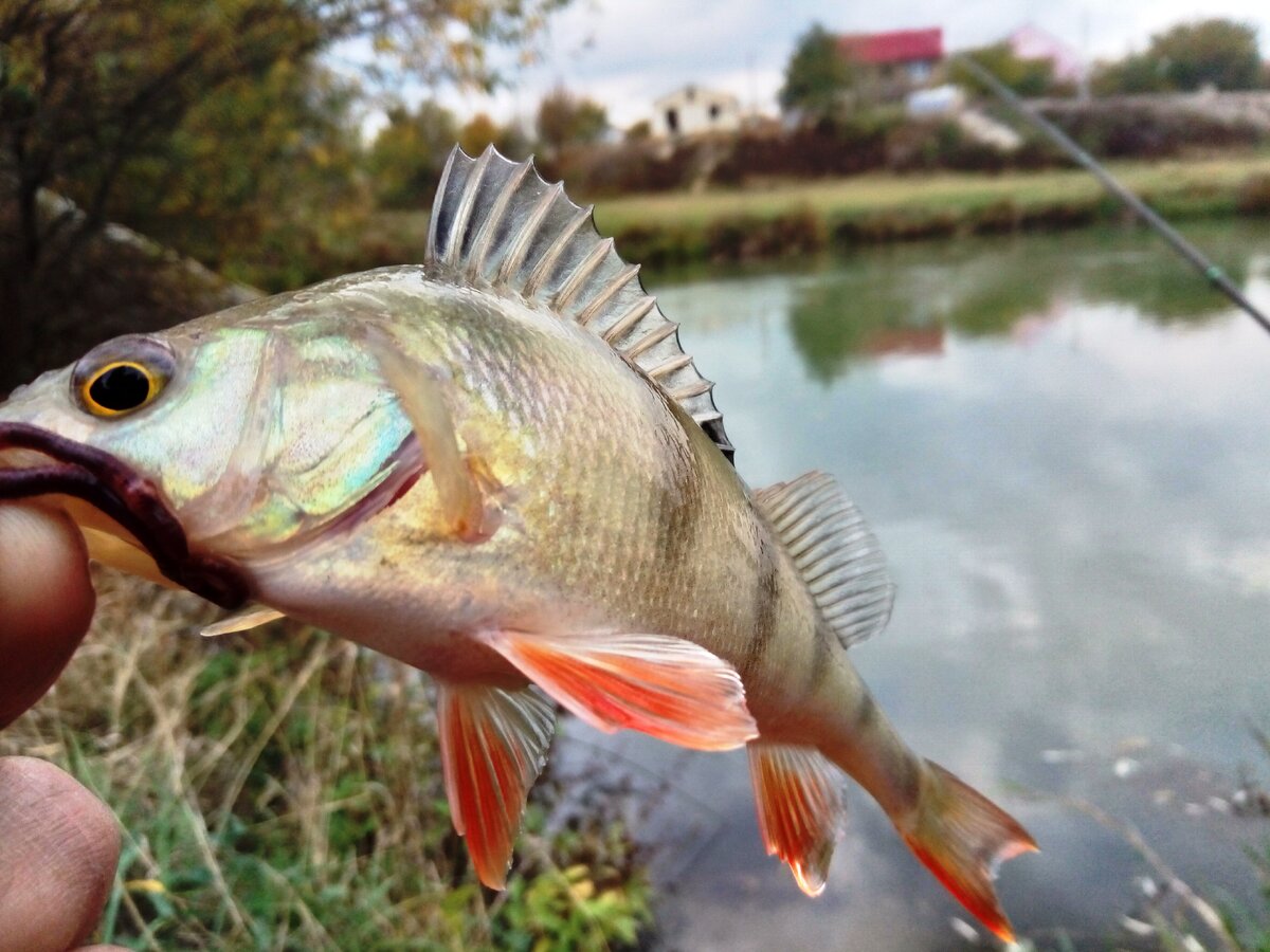 фото окуня поймал на поплавок