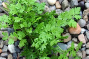 Практически все знают, что в купыре содержатся эфирные масла, каротин, гликозиды, минеральные соли и прочее. Запах у растения немного сладковатый. По вкусу оно схоже с петрушкой, поэтому его в качестве пряности добавляют к различным блюдам.