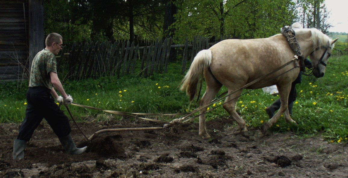 Работа с металлической сохой на посадке картофеля (Витебская область, 2008 год)
