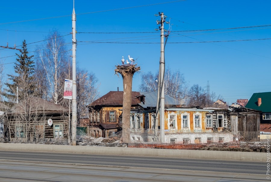 Еще лежит грязный мартовский апрельский снег, есть нечего. Голодные аисты жмутся друг к другу и греются на весеннем солнышке