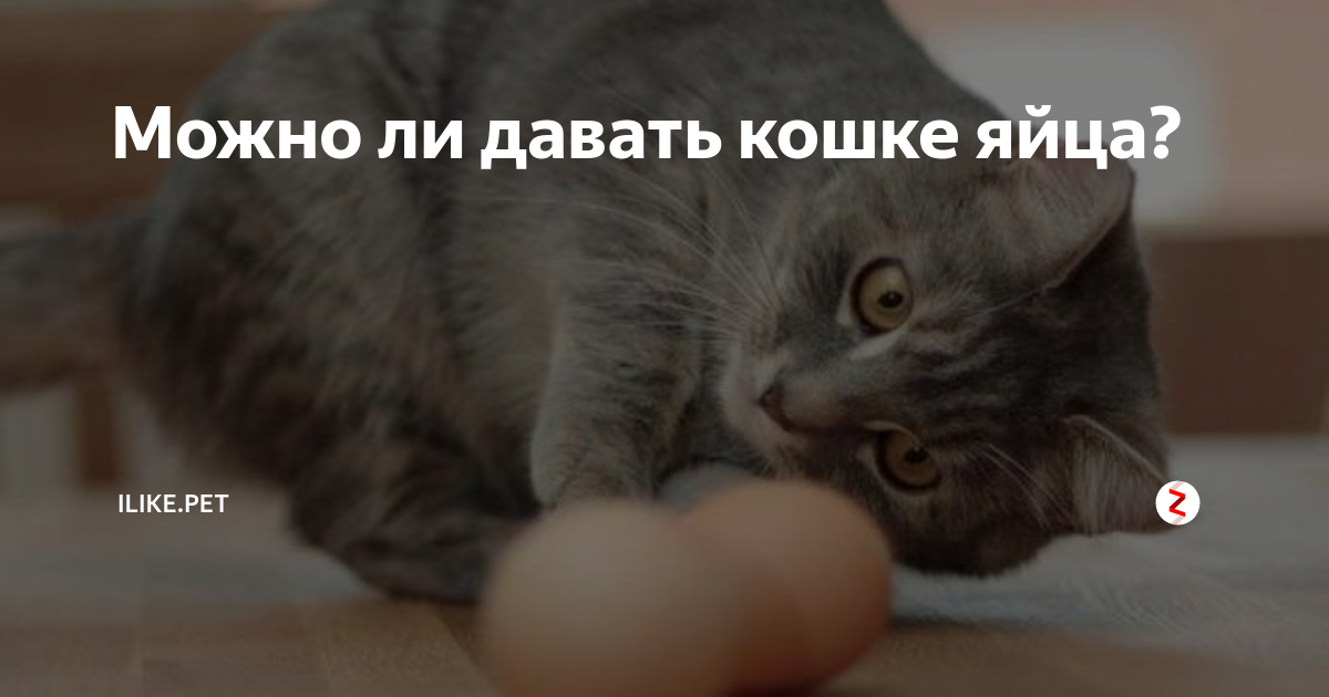Можно ли давать кошке яйца? | ZOO CHANNEL | Дзен