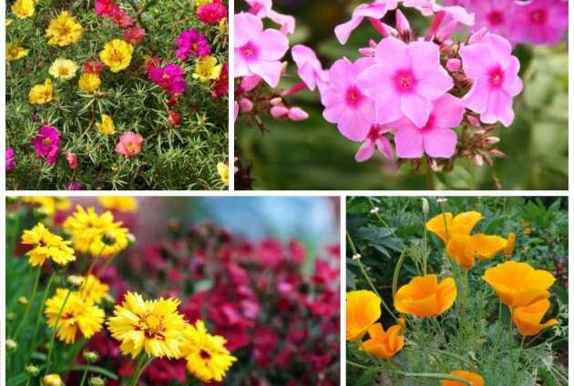 Однолетние и многолетние цветы. 7 однолетних растений. Однолетние двулетние и многолетние растения. 7 однолетних растений. Однолетники двулетники многолетники.