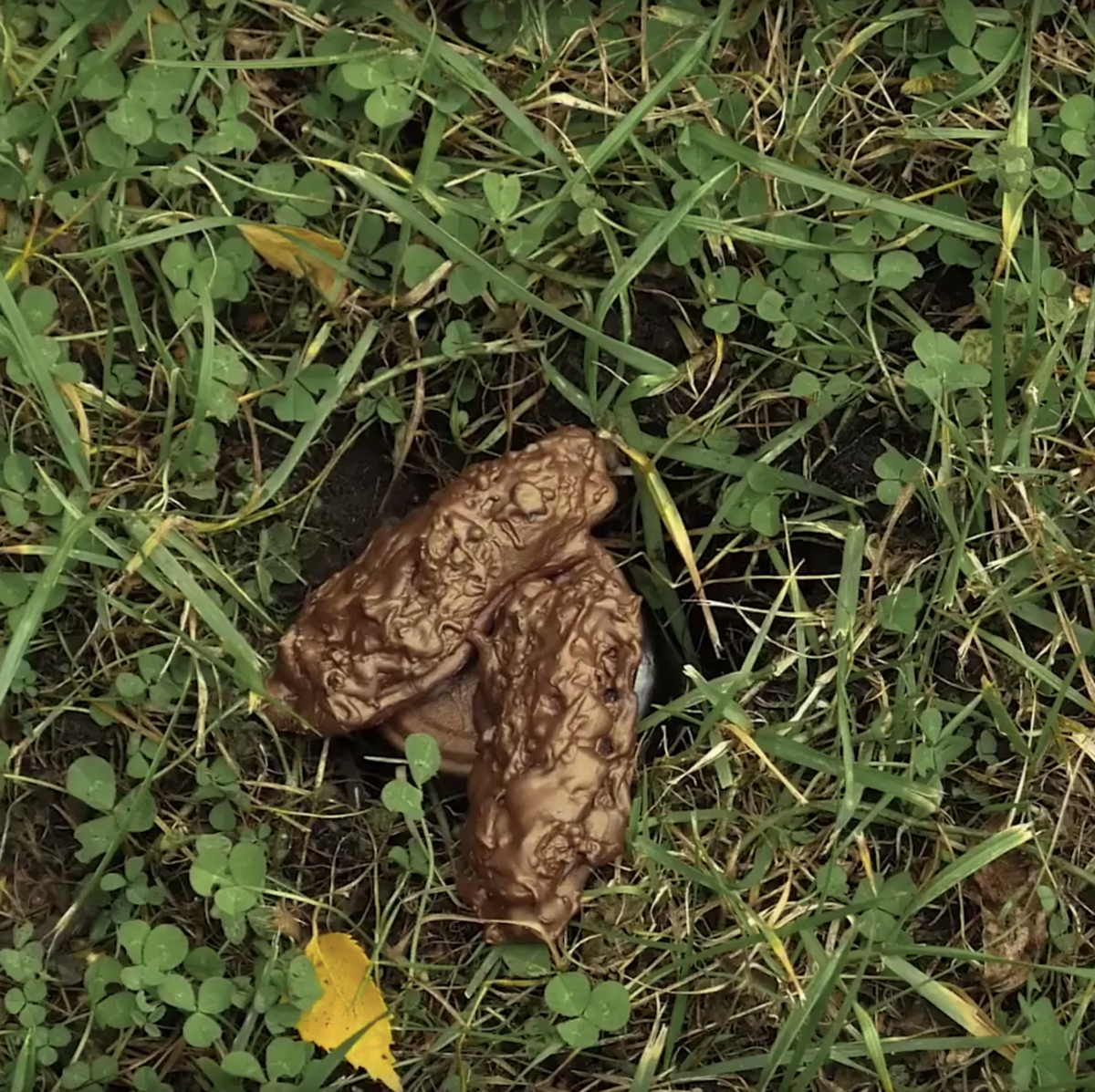 Кротик которому накакали на голову. Какашка кукушку. Кукушка. Кошачье говно на белом фоне. Какашка кукушку.