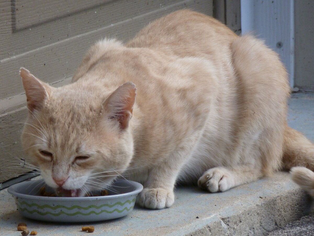 Что делать, если кошку рвет после еды непереваренной пищей | Любимый  питомец | Дзен