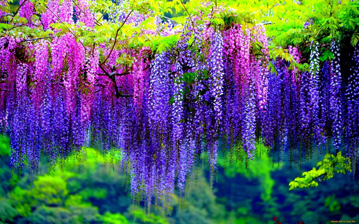 http://od-flowers.com/UserFiles/image/novosti/22.jpg