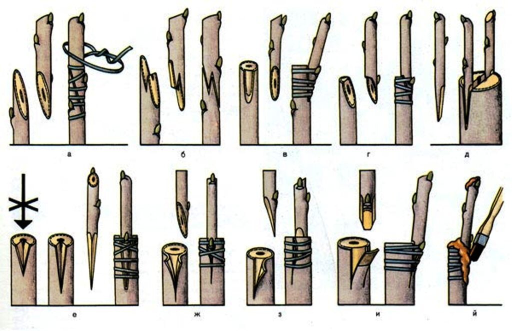 Как правильно прививать плодовые деревья весной видео. Способы прививки плодовых деревьев окулировка. Прививка яблони подвой привой. Прививка черенков плодовых деревьев весной. Схемы прививки плодовых деревьев.