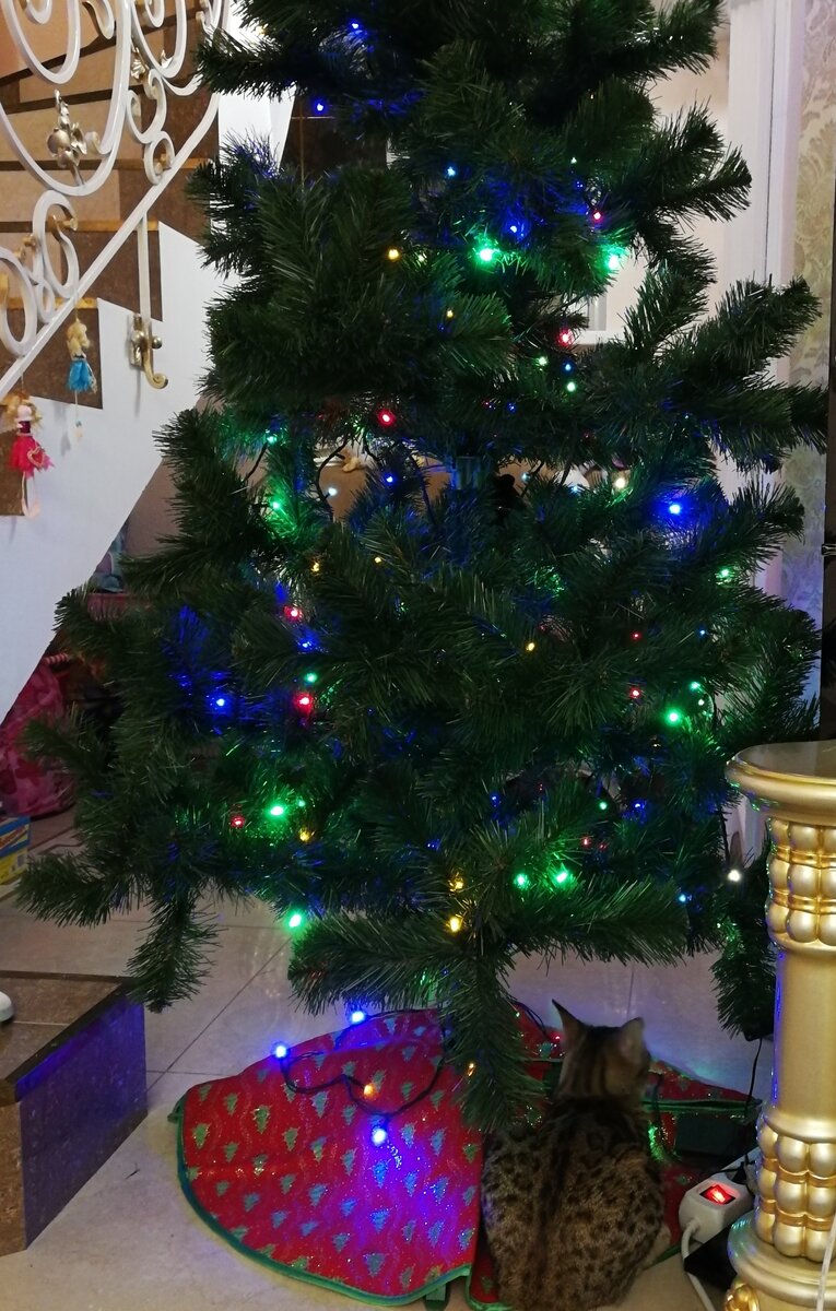 Не наряжайте елку в тот же день, пусть она привыкнет к новому украшению.