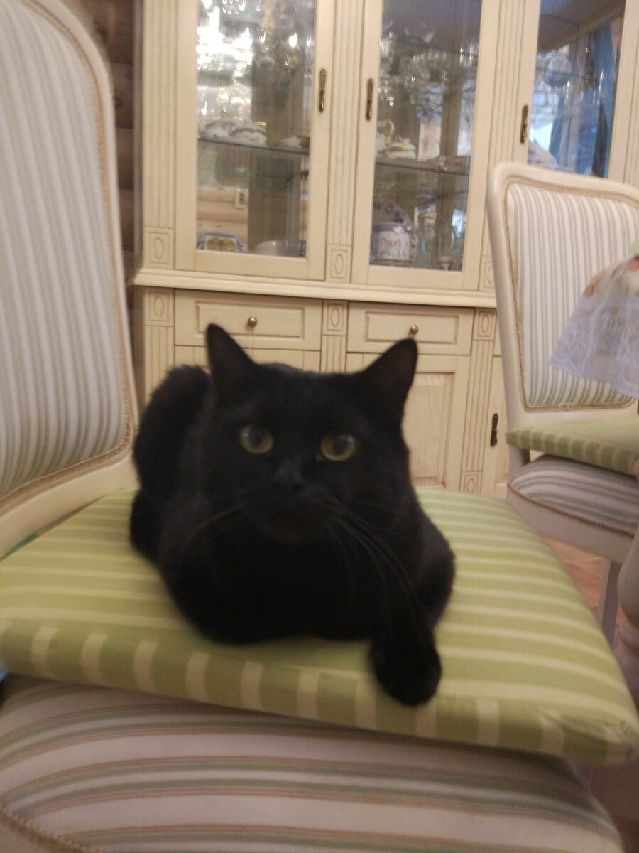 Я - Мяфа. Привет! Чача, алыча есть? 