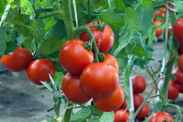 5 лучших сортов томатов для теплицы и открытого грунта