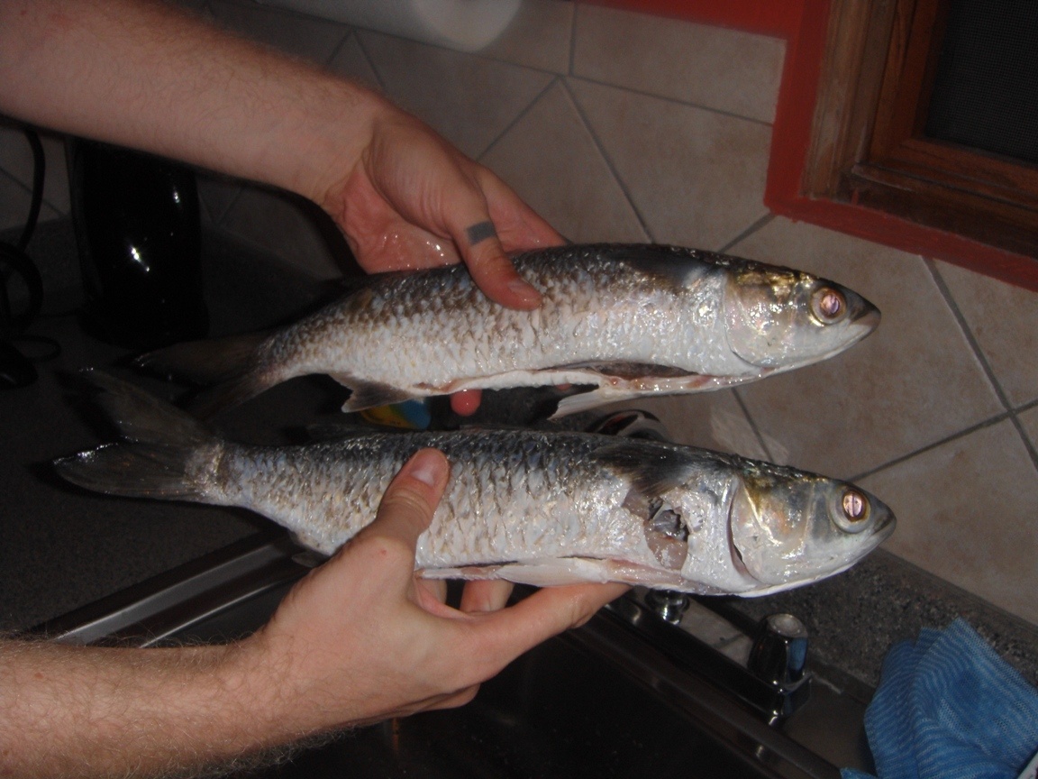 Рыба типа кефали