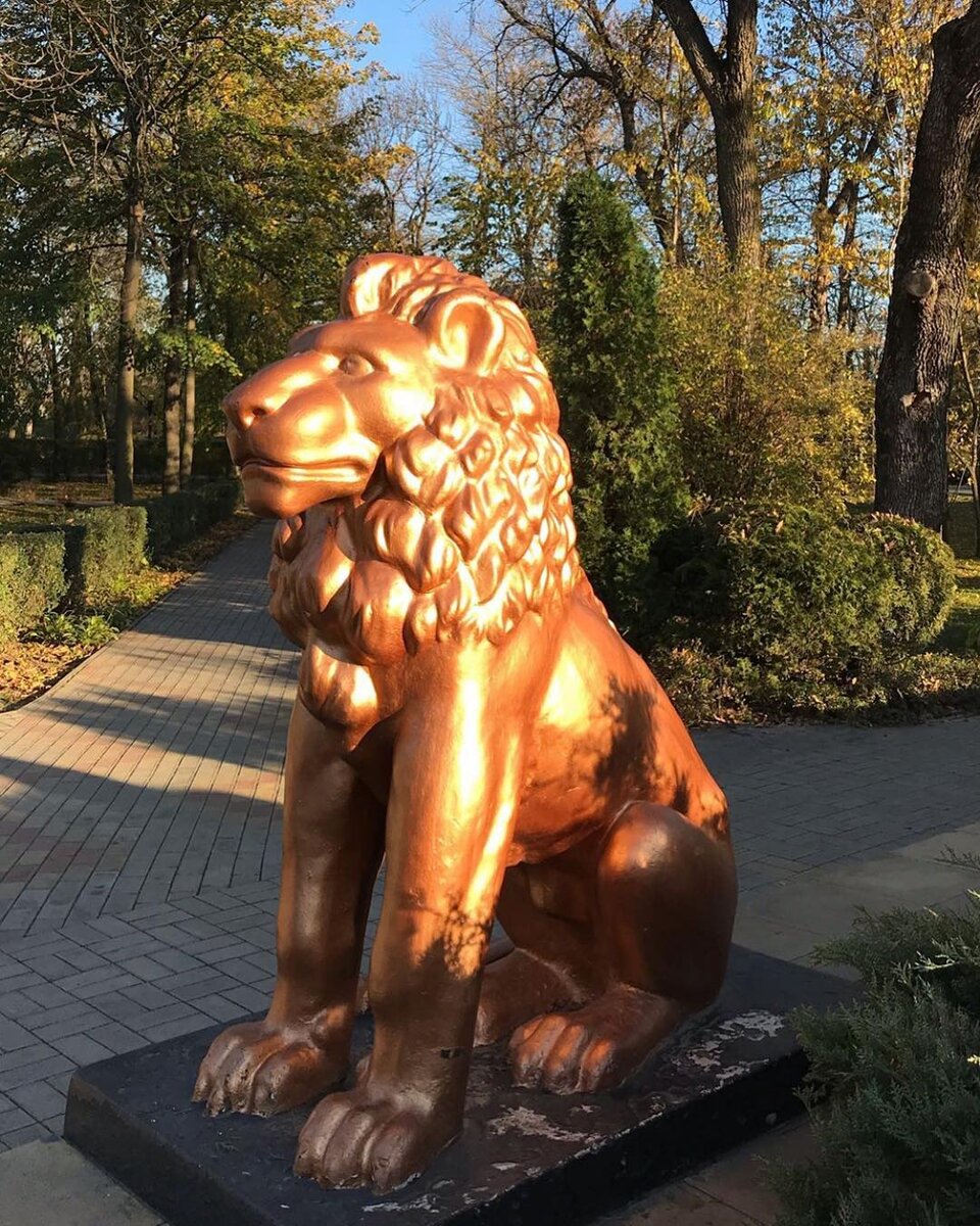 львы в парке