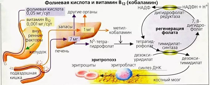 Повышение витамина в. Обмен фолиевой кислоты в организме схема. Метаболизм витамина в12 и фолиевой кислоты в организме. Метаболизм фолиевой кислоты схема. Обмен витамина в12 в организме схема.