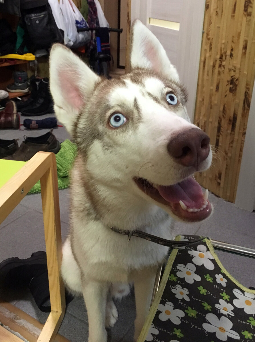 А мяско сегодня будет? Хаски с голубыми глазами.