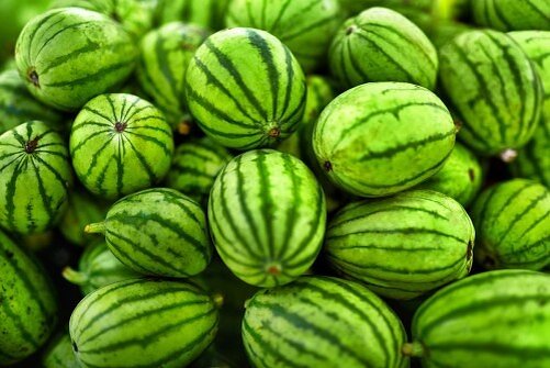 Миниатюрные арбузы уже продаются в небольших упаковках в турецких продуктовых магазинах – каждая упаковка стоит около 1,4$. 