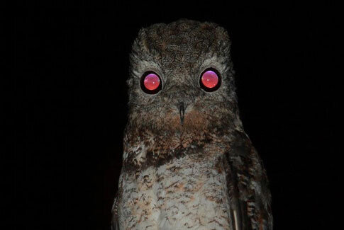 Видите эти огни Геенны, что отражают его зрачки? 