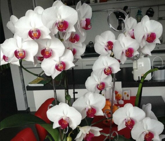 Красивейшее цветение двух фаленопсисов