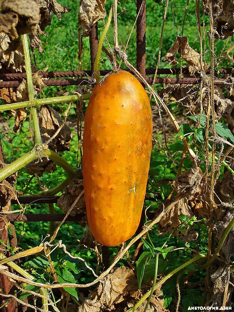 Абсолютно созревший огурец